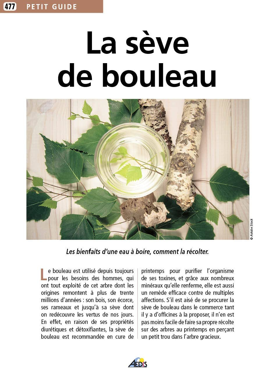 La sève de bouleau : les bienfaits d'une eau à boire, comment la récolter