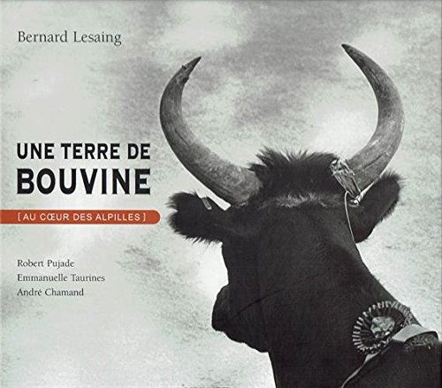 Une terre de bouvine (au coeur des Alpilles)