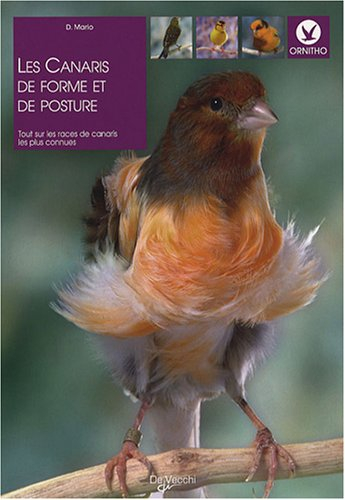 Les canaris de forme et de posture : tout sur les races de canaris les plus connues