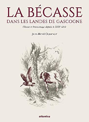 La bécasse dans les landes de Gascogne : chasse et braconnage depuis le XIXe siècle