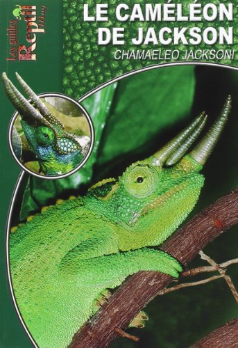 Le caméléon de jackson : Chamaeleo jacksonii