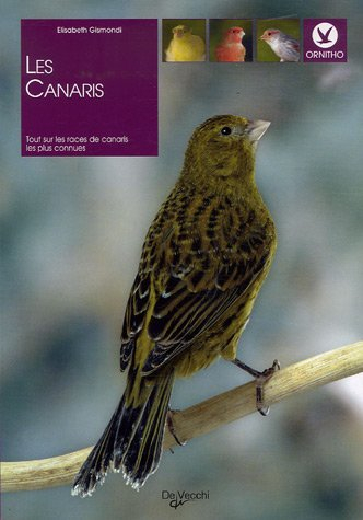 Les canaris : tout sur les races de canaris les plus connues