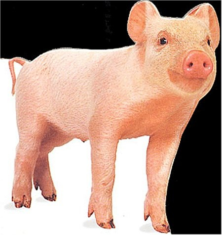 Le porcelet