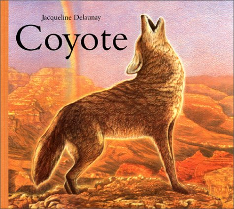 Coyote