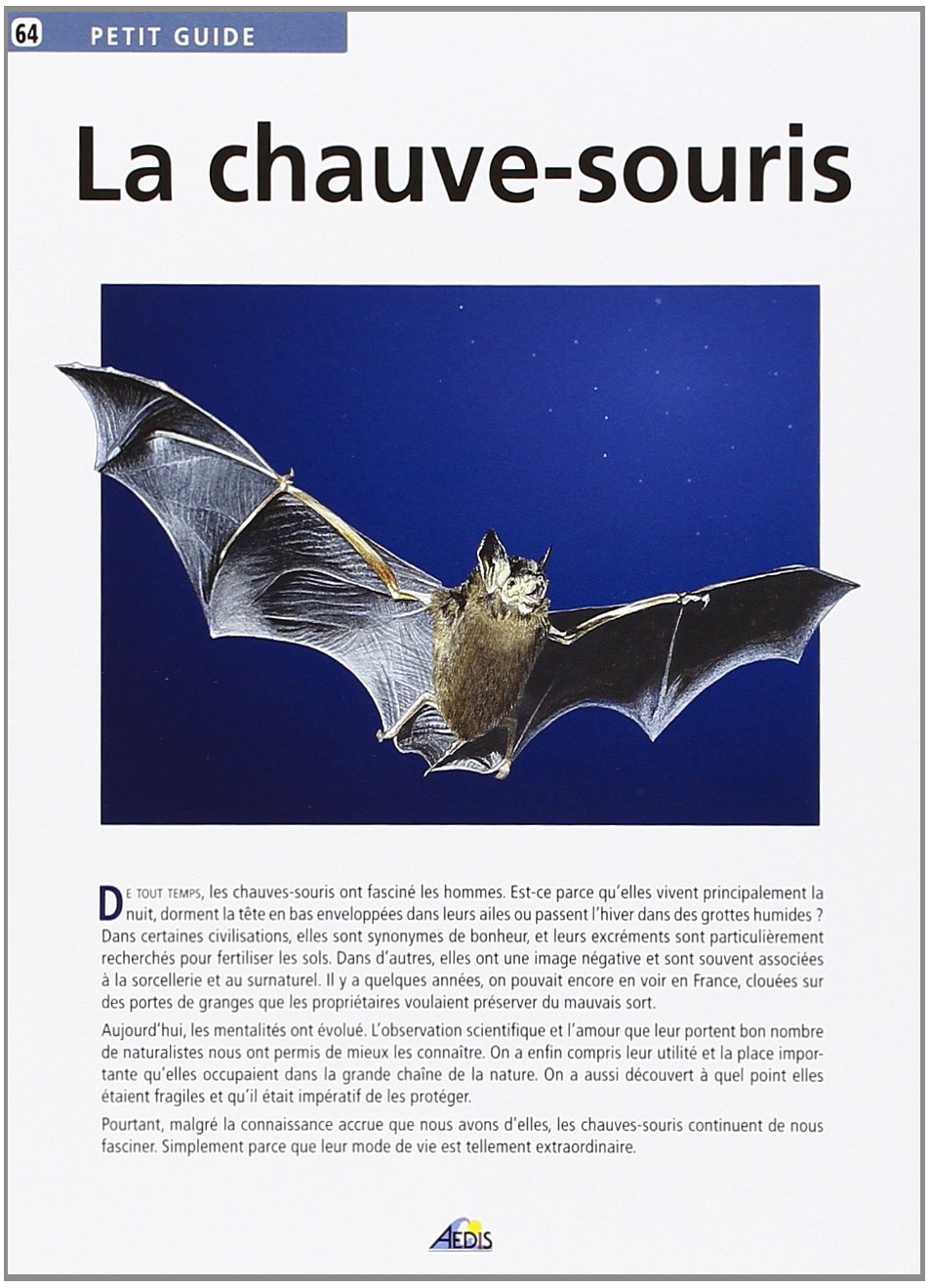 La chauve-souris : reine de la nuit