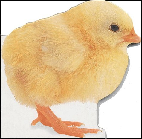 Le poussin