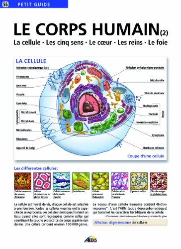 Le corps humain. Vol. 2. La cellule, les cinq sens, le coeur, les reins, le foie