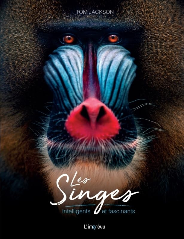 Les singes : intelligents et fascinants