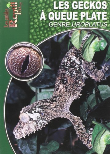 Les geckos à queue plate : le genre Uroplatus
