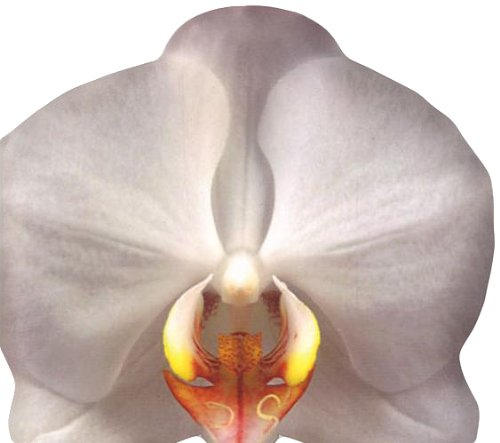 Orchidées