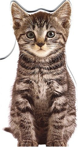 Nougat, le chaton