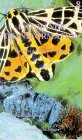 halo... la terre ? tome 8 : la grande transformation