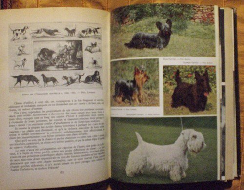 le chien