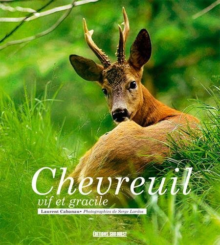 Chevreuil : vif et gracile