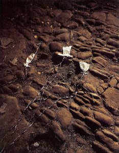 anselm kiefer - nachtschattengewachse
