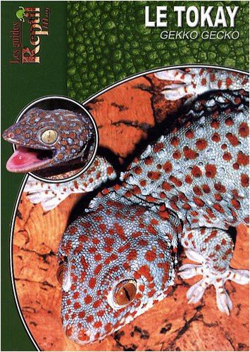 Le tokay : Gekko gecko