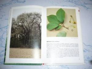 Les Arbres