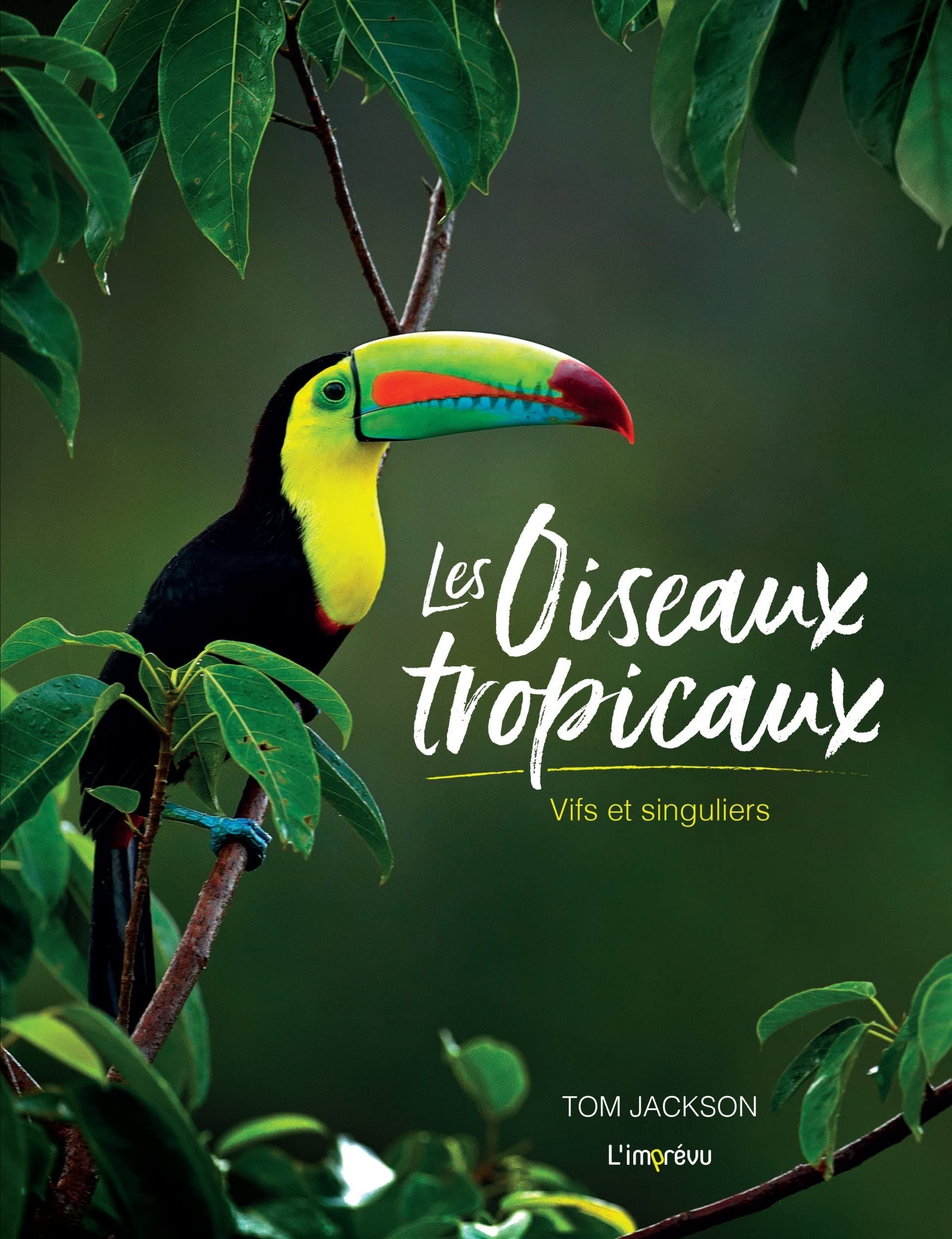 Les oiseaux tropicaux : vifs et singuliers