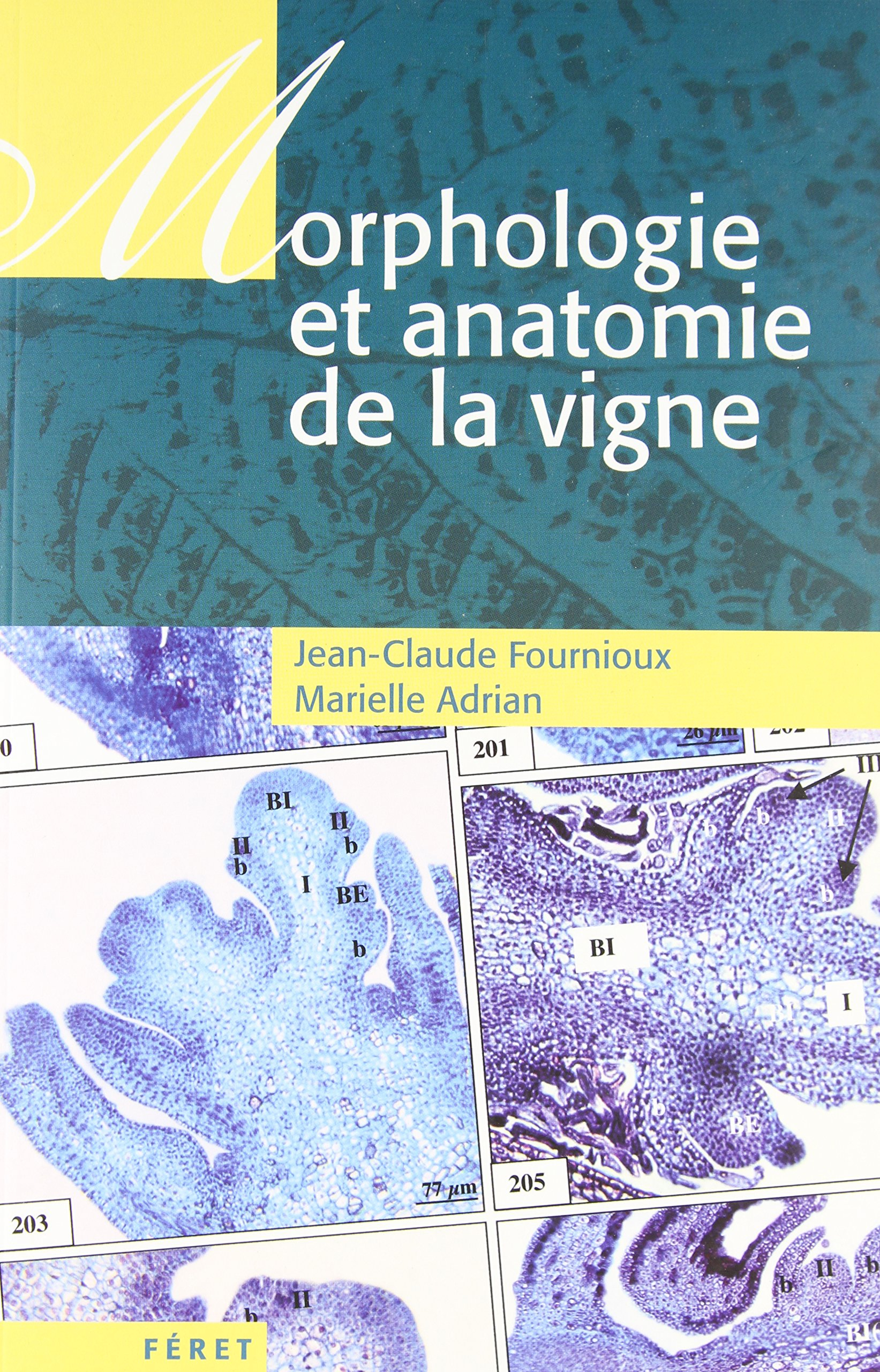 Morphologie et anatomie de la vigne