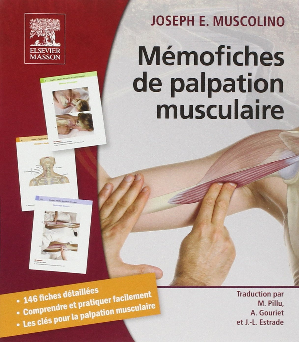 Mémofiches de palpation musculaire