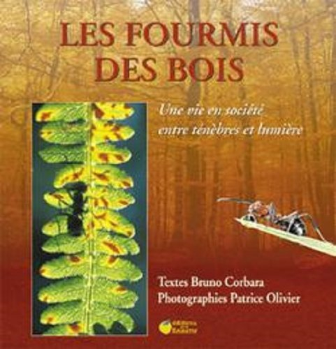 Les fourmis des bois : une vie en société entre ténèbres et lumière