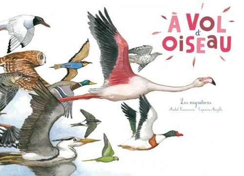 A vol d'oiseau : les migrations