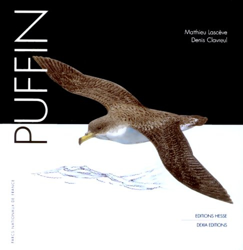 Puffin