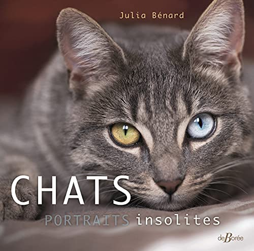 Chats : portraits insolites