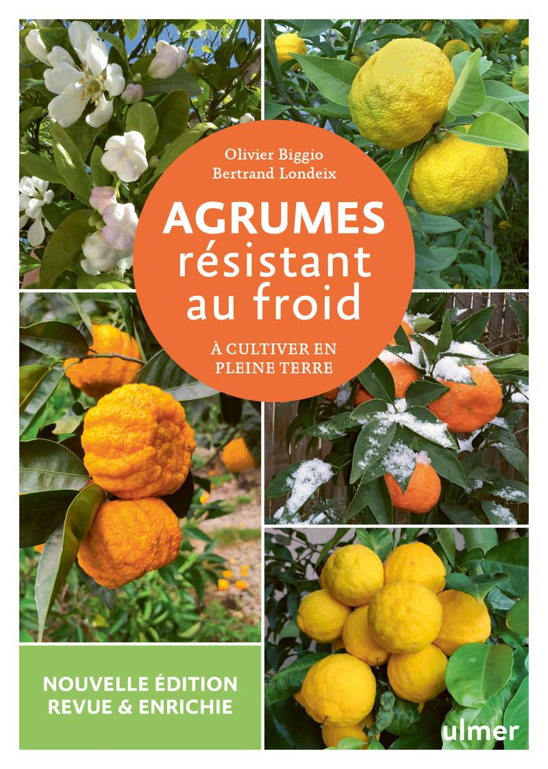 Agrumes résistant au froid : à cultiver en pleine terre