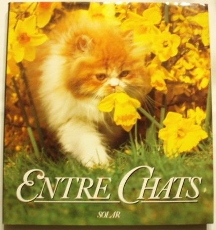 Entre chats