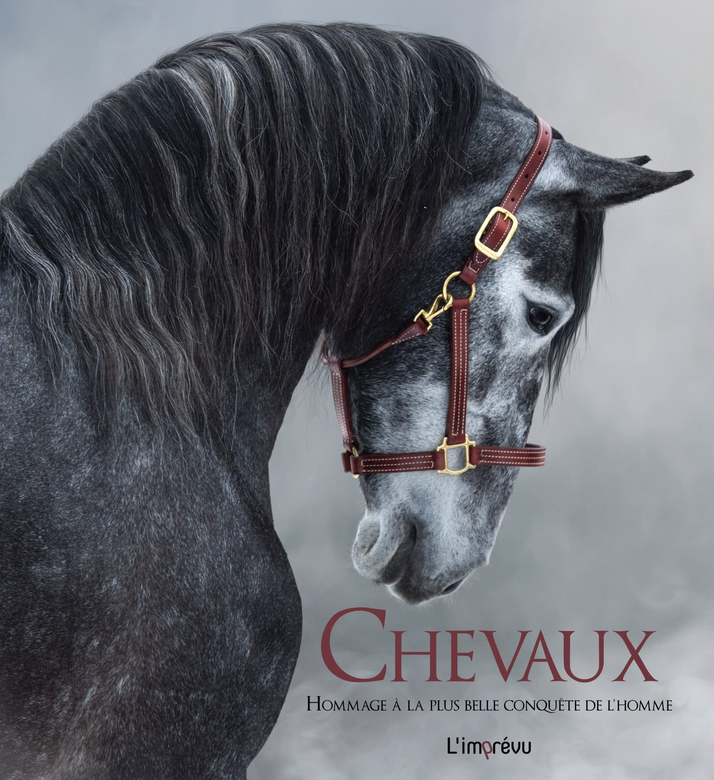 Chevaux : hommage à la plus belle conquête de l'homme